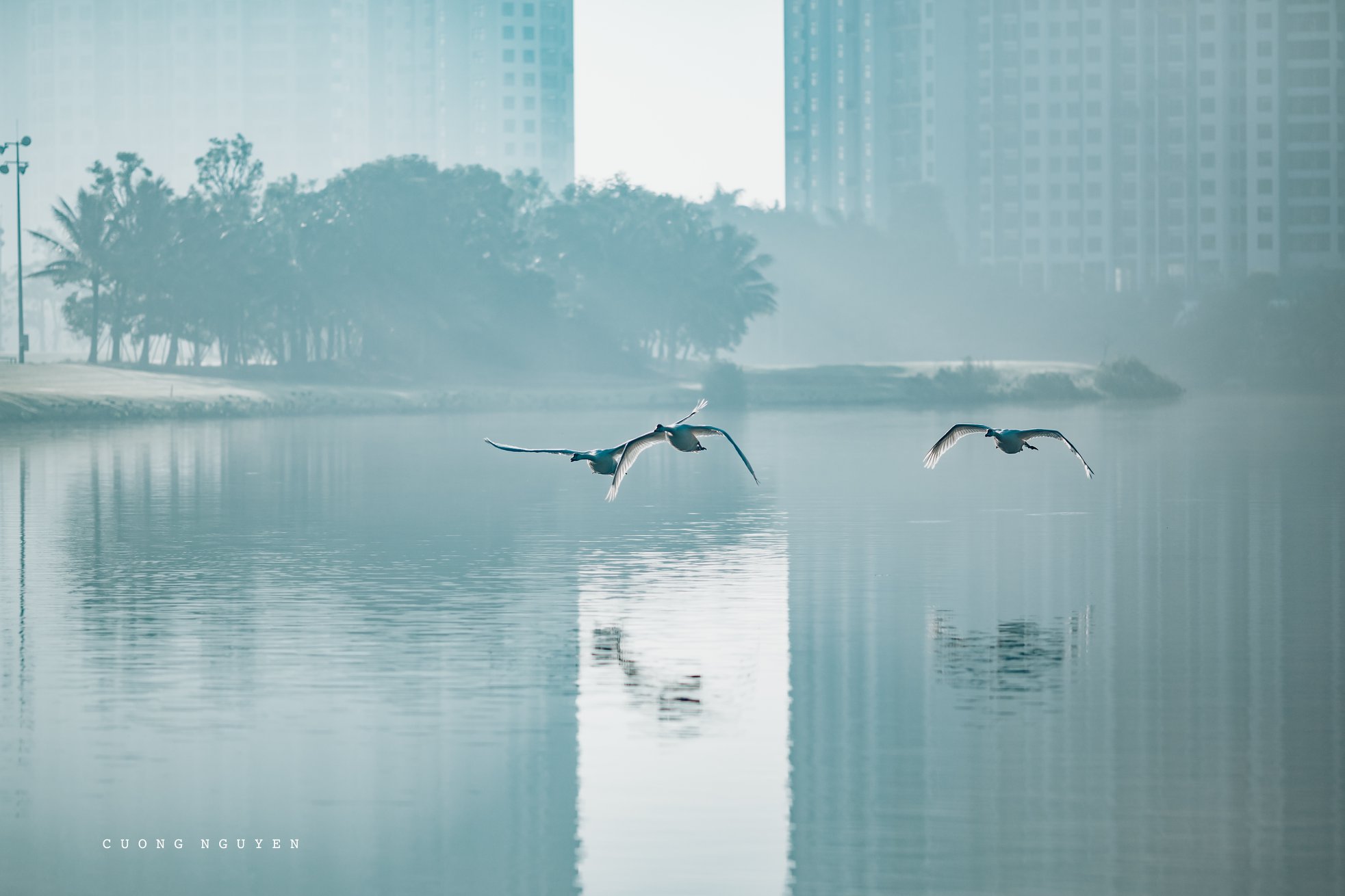 Ảnh thiên nga tại công viên Hồ Thiên Nga Ecopark