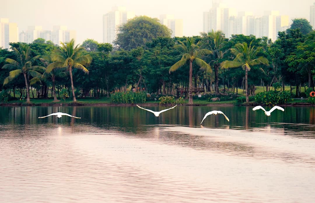 Ảnh thiên nga tại công viên Hồ Thiên Nga Ecopark