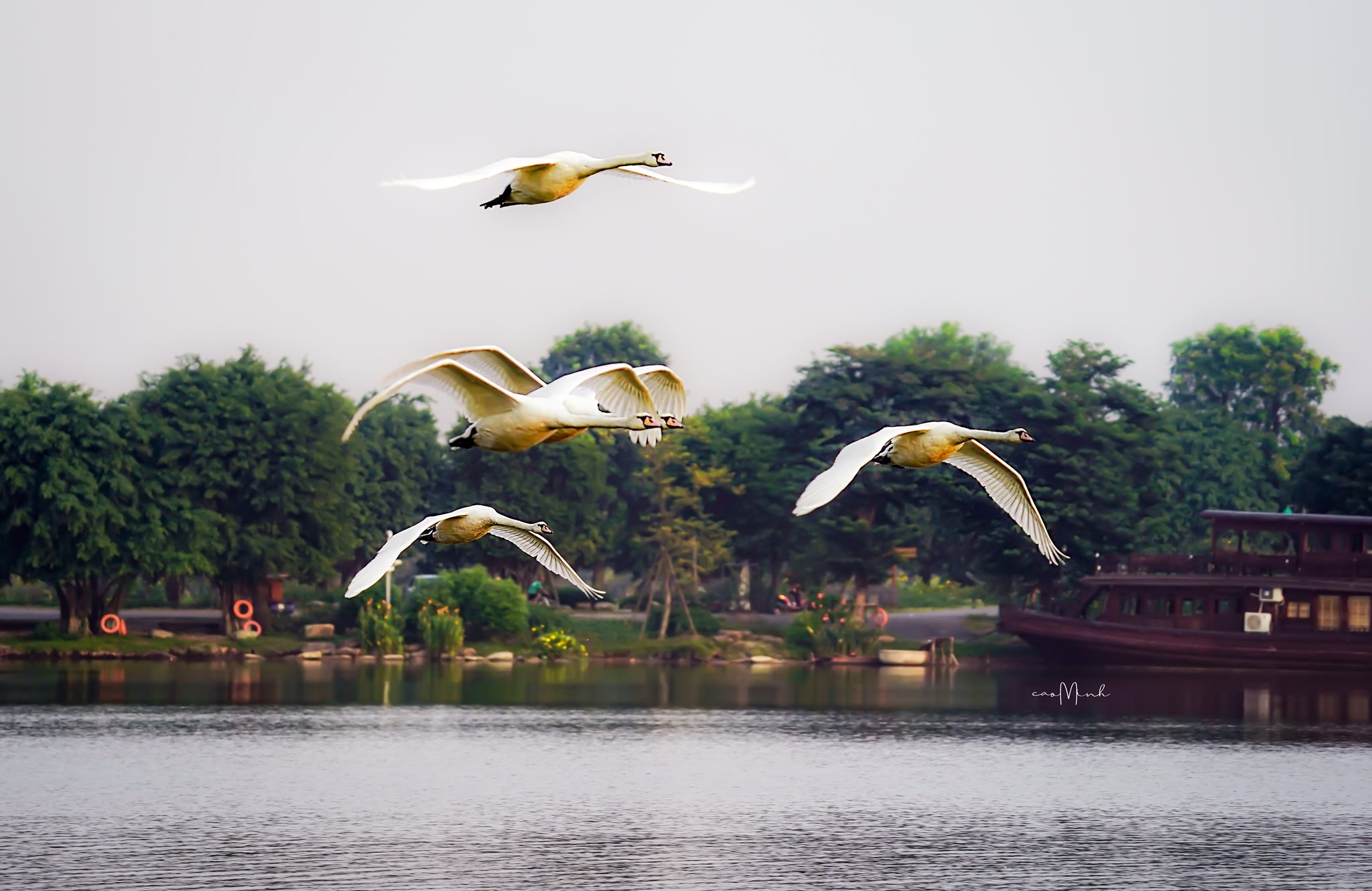 Ảnh thiên nga tại công viên Hồ Thiên Nga Ecopark