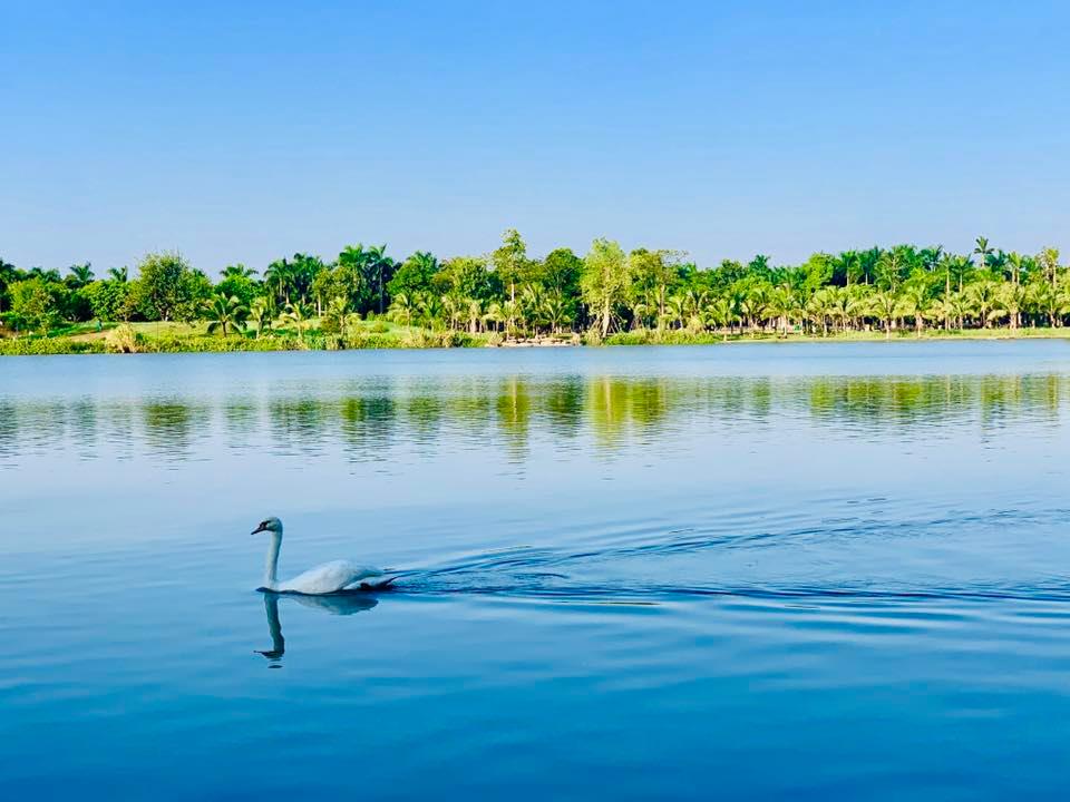 Ảnh thiên nga tại công viên Hồ Thiên Nga Ecopark