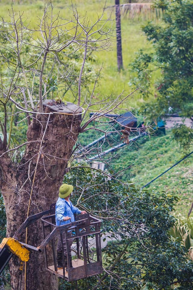 Giải cứu chim Ecopark 2021